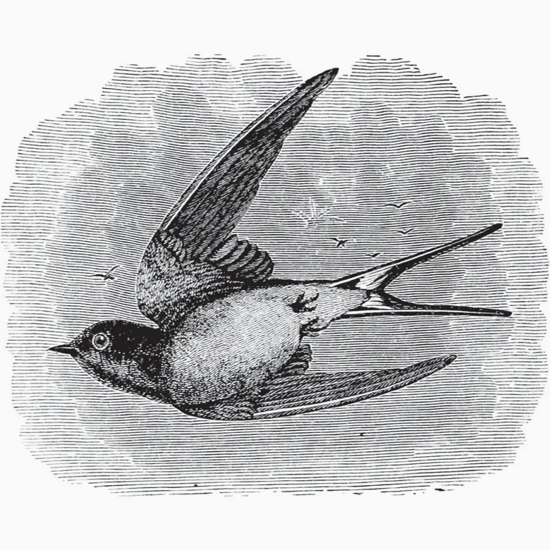 Birds Through an Opera - Glass by Florence Merriam Bailey - Marmalade Mercantile