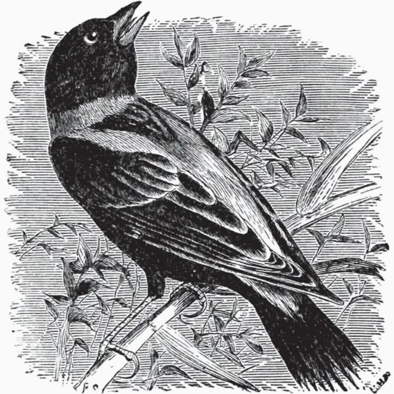 Birds Through an Opera - Glass by Florence Merriam Bailey - Marmalade Mercantile