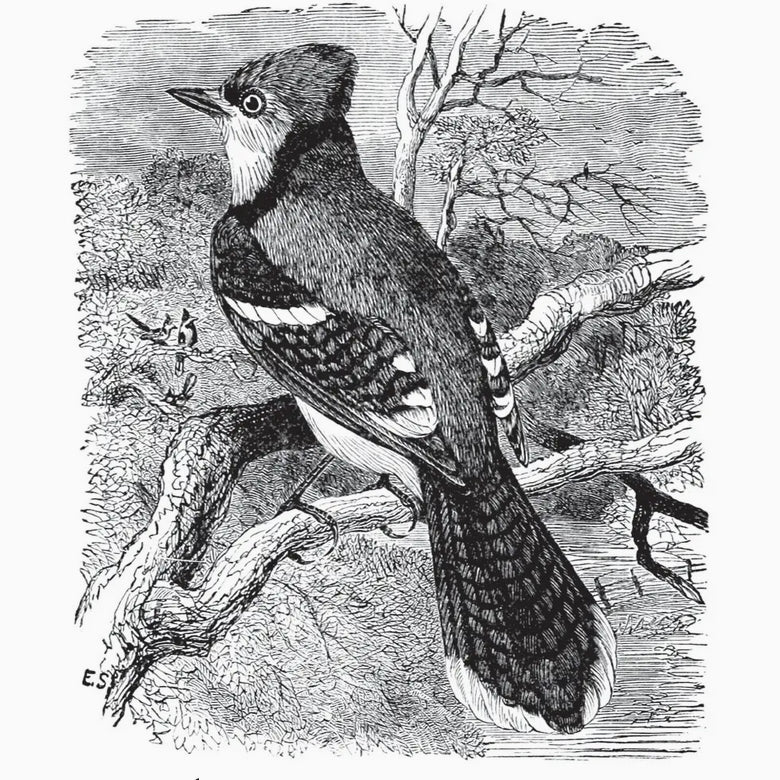 Birds Through an Opera - Glass by Florence Merriam Bailey - Marmalade Mercantile