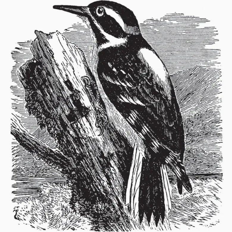 Birds Through an Opera - Glass by Florence Merriam Bailey - Marmalade Mercantile