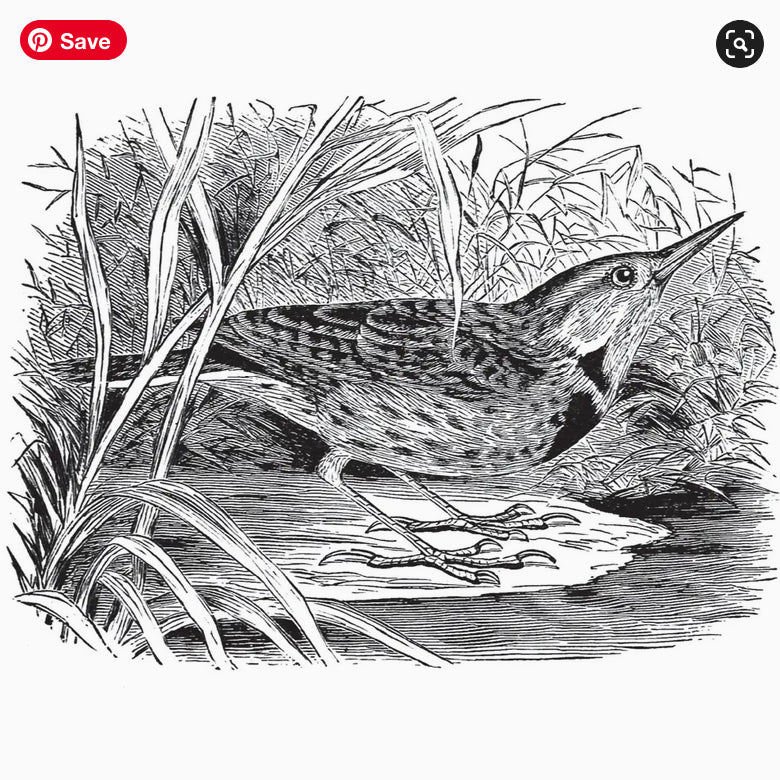 Birds Through an Opera - Glass by Florence Merriam Bailey - Marmalade Mercantile