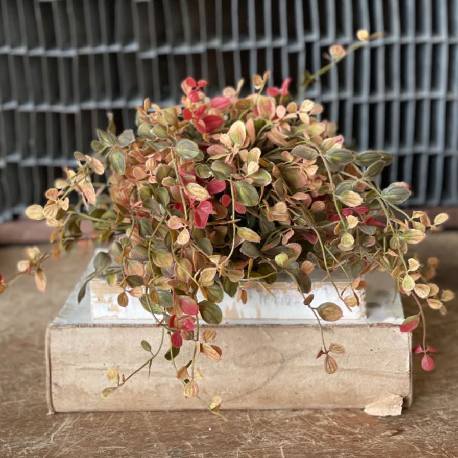 Bog Pimpernel Half Sphere Red - Marmalade Mercantile