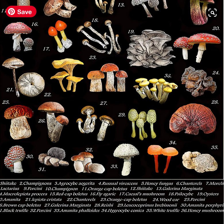 Mushroom Varieties Flour Sack Kitchen Towel - Marmalade Mercantile