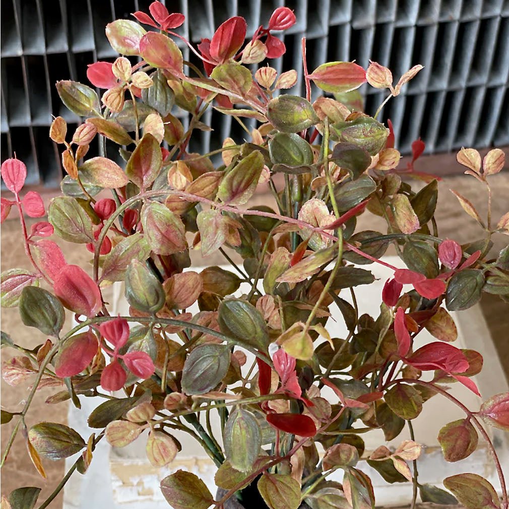 Set of Three Autumn Bog Pimpernel Sprays in RED - Marmalade Mercantile