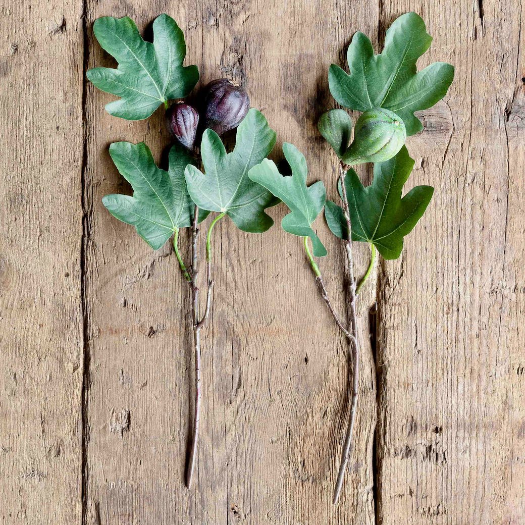 Set of Two Summer Fig Stems - Marmalade Mercantile