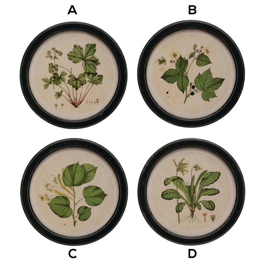 Vintage-Style Round Botanical Prints - CHOICE of 4 Styles - Marmalade Mercantile