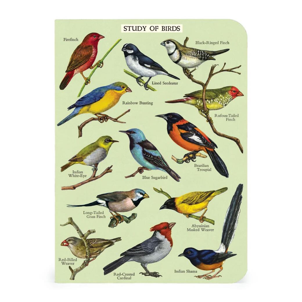 Birdwatching Mini Pocket Notebooks Set of 3 - Marmalade Mercantile