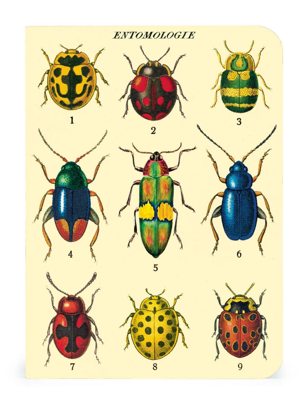 Bugs & Insects Mini Pocket Notebooks Set of 3 - Marmalade Mercantile