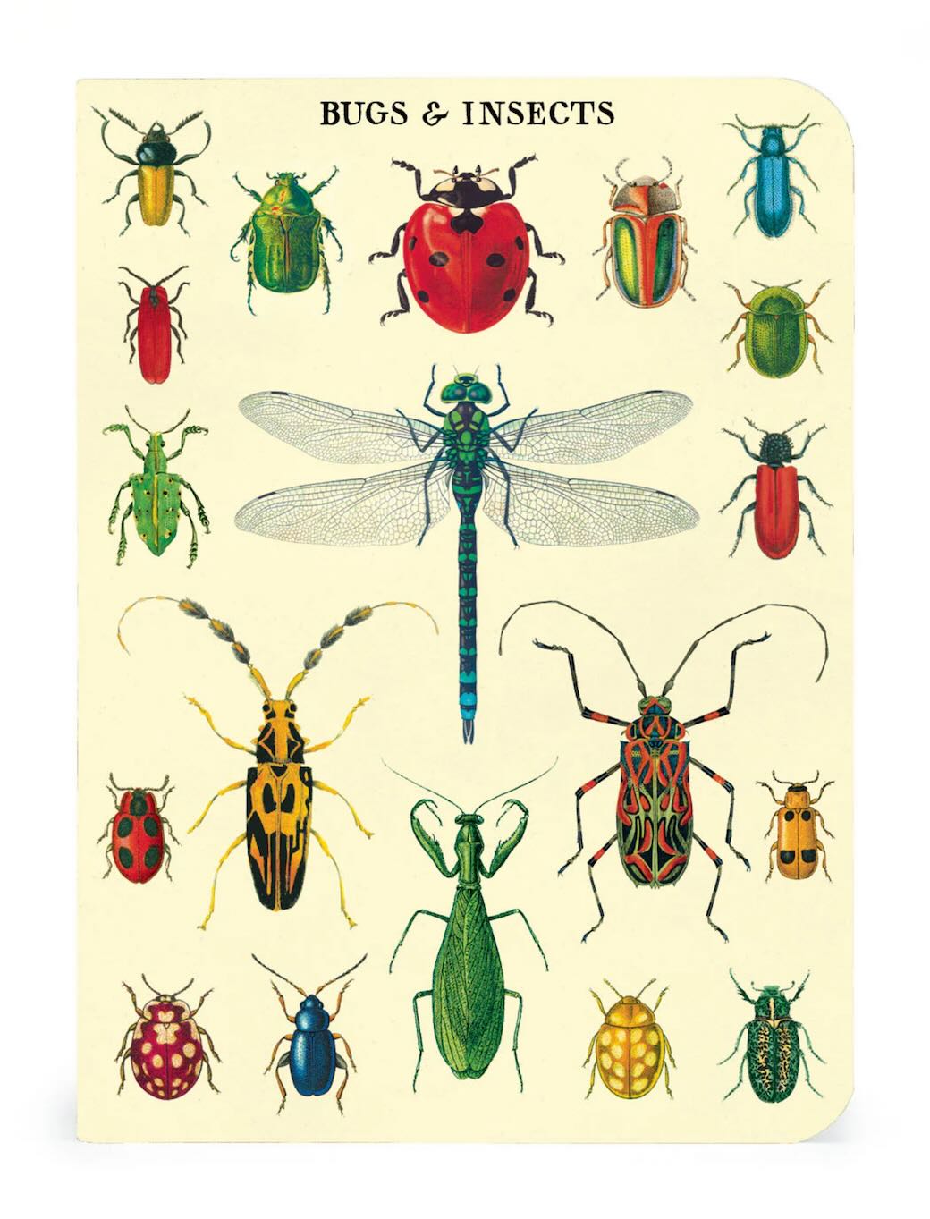 Bugs & Insects Mini Pocket Notebooks Set of 3 - Marmalade Mercantile