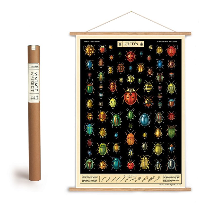 Field Guide to Beetles Art Poster + Hanging Kit - Marmalade Mercantile