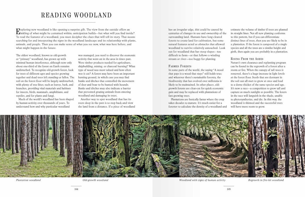 Forest School for Grown Ups by Richard Irvine - Marmalade Mercantile