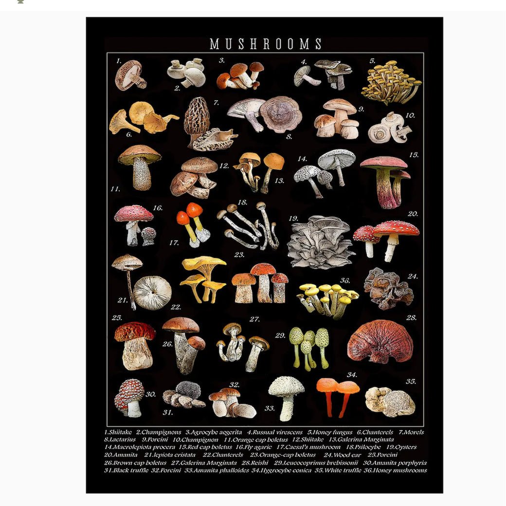 Mushroom Varieties Flour Sack Kitchen Towel - Marmalade Mercantile