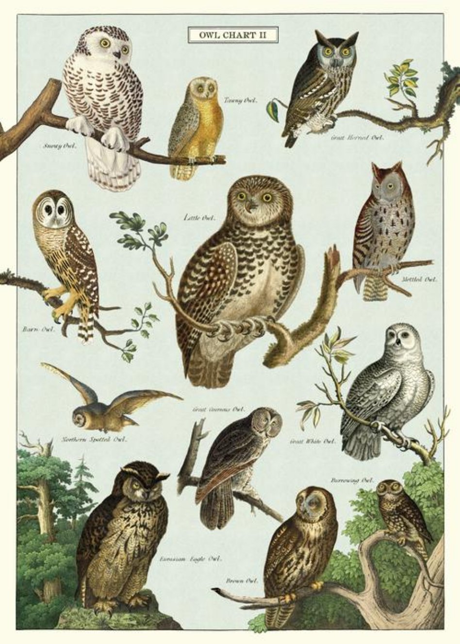 Owl Chart Art Poster + Hanging Kit - Marmalade Mercantile