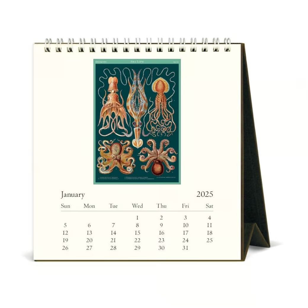 Sea Life 2025 Desk Calendar - Marmalade Mercantile