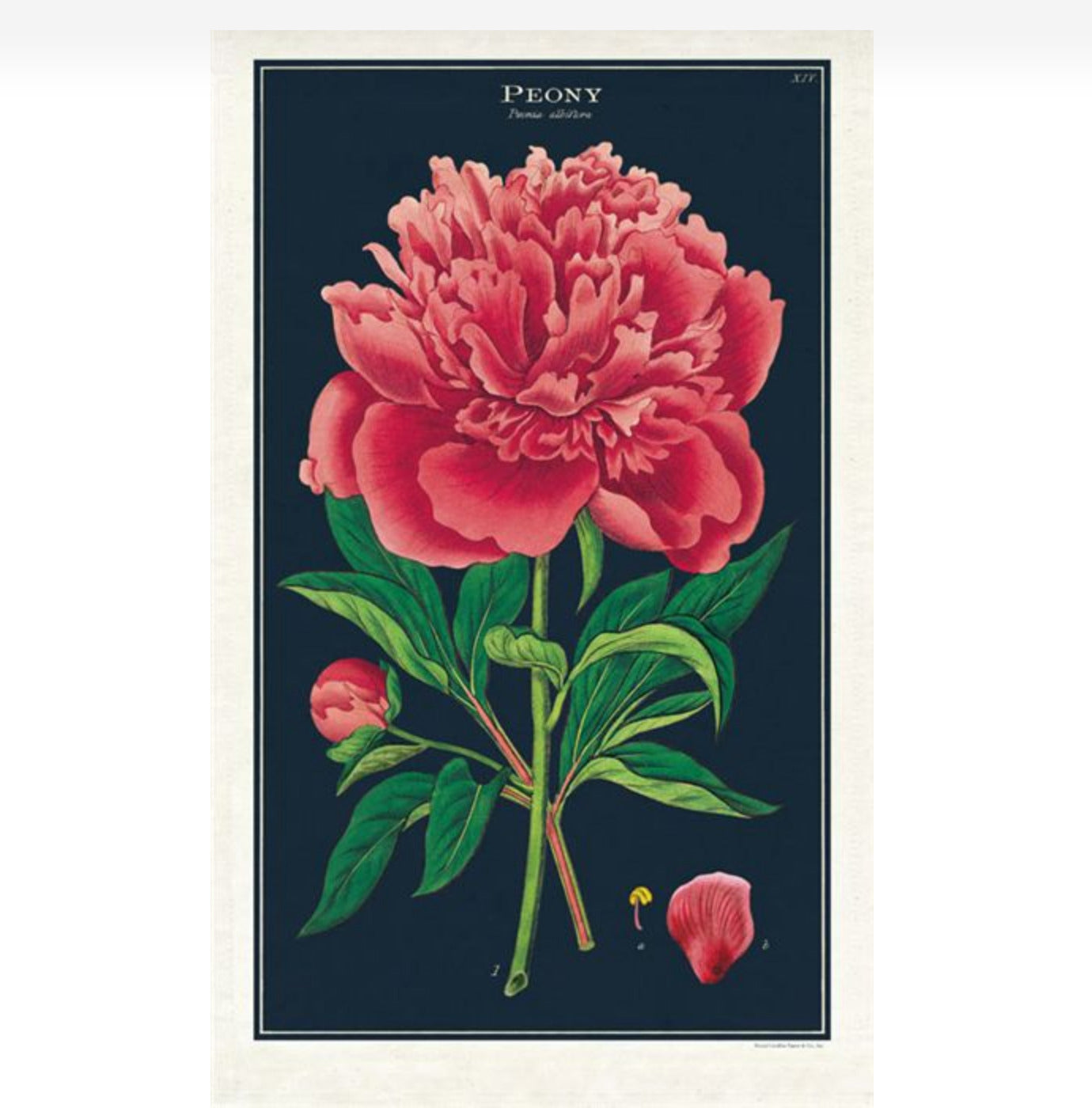 Dramatic Peony Kitchen Towel Vintage Botanical Illustration - C