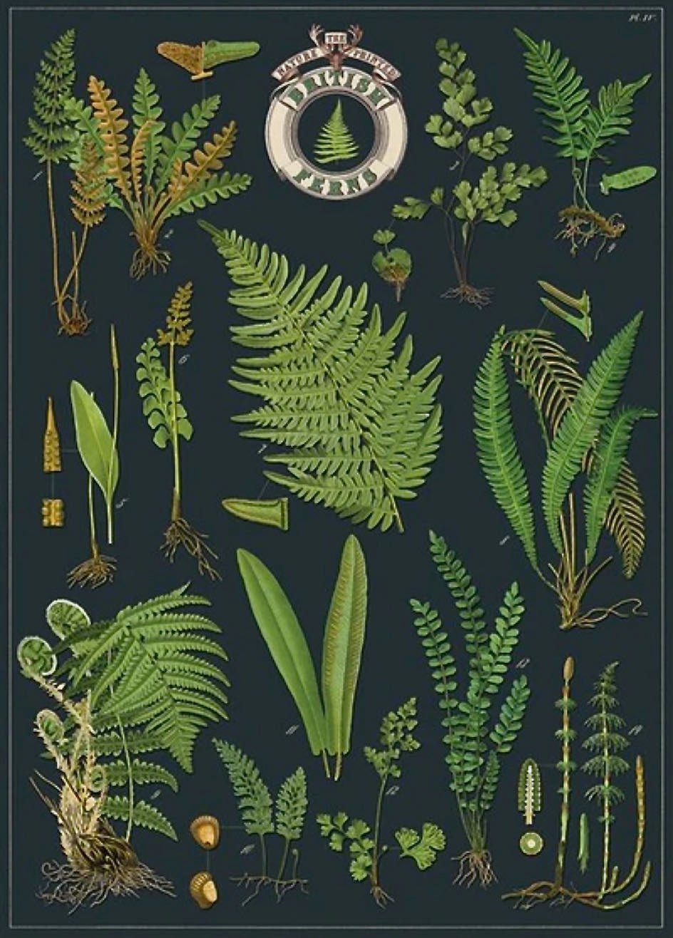 British Ferns Vintage-Style Botanical Chart Art Poster + hanging Kit - Marmalade Mercantile