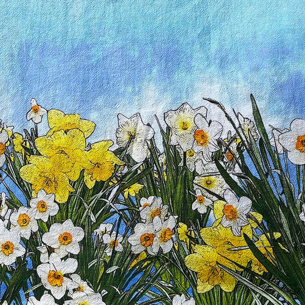 Daffodils and Blue Sky Flour Sack Kitchen Towel - Marmalade Mercantile
