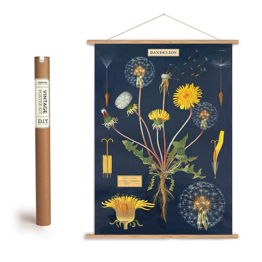Dandelion Botanical Illustration Poster + Hanging Kit - Marmalade Mercantile