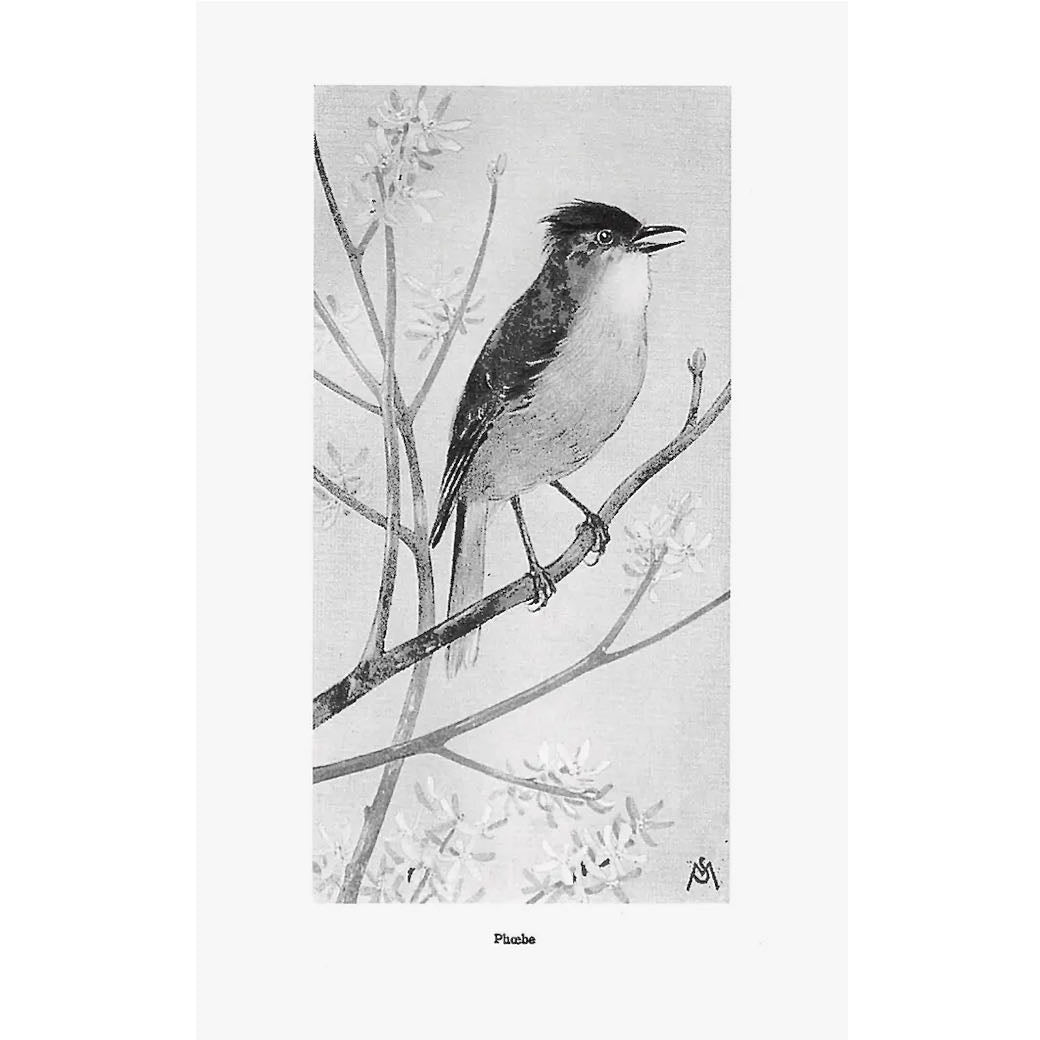 Field Book of Wild Birds and their Music - Marmalade Mercantile
