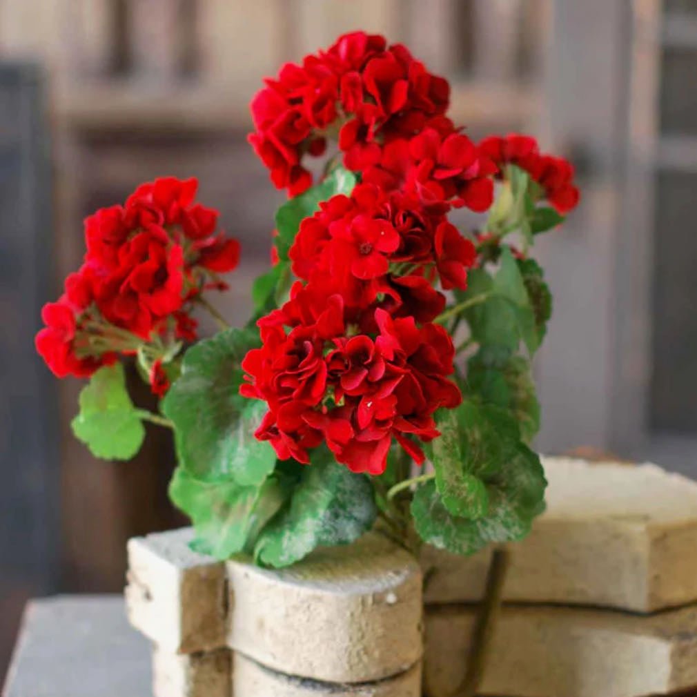 Lush Red Geranium Bush Spray - Marmalade Mercantile