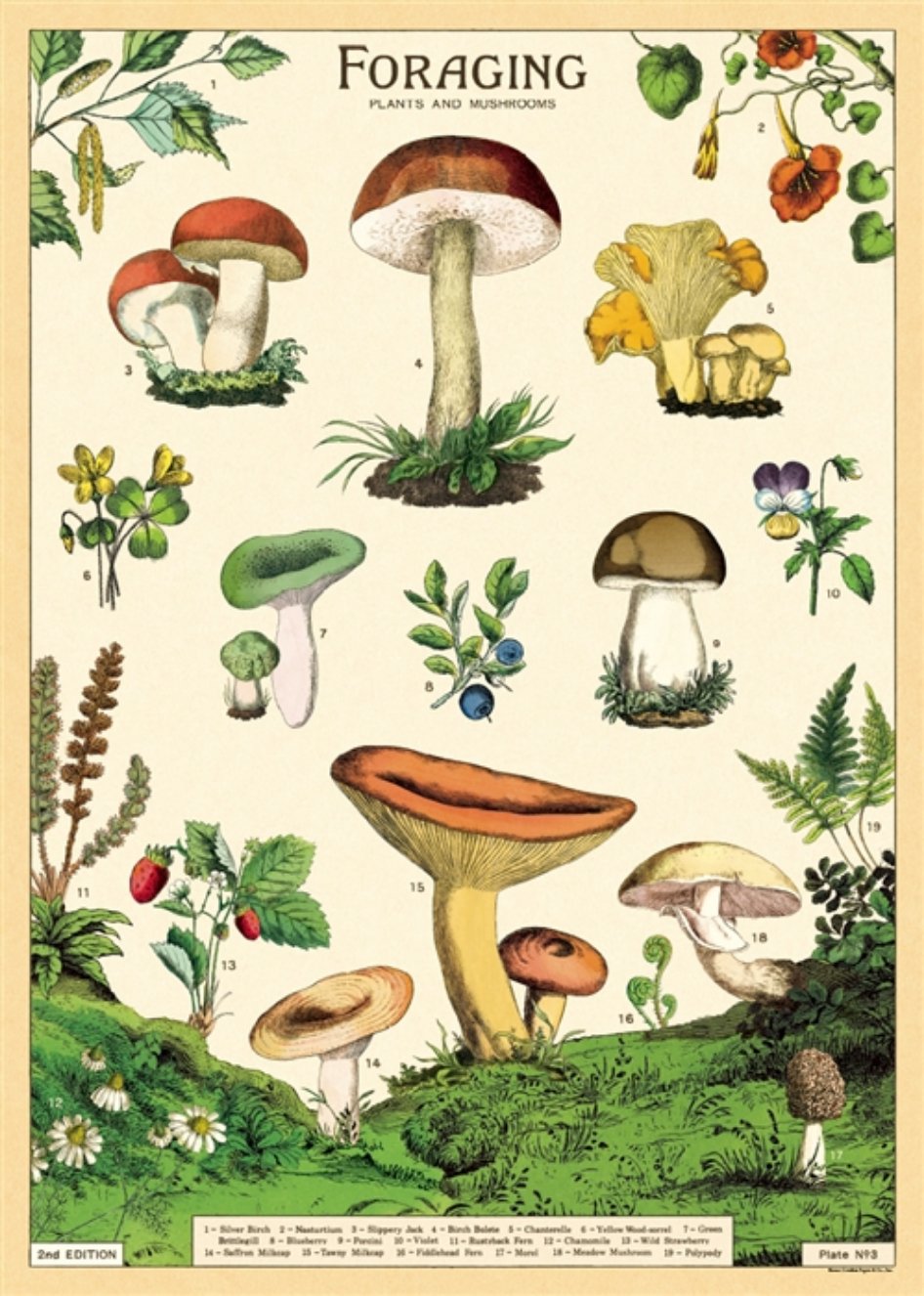 Plant & Mushroom Foraging Chart Art Poster + Hanging Kit - Marmalade Mercantile