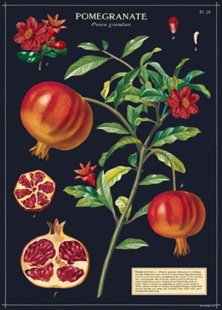 Pomegranate Botanical Chart Art Poster + Hanging Kit - Marmalade Mercantile