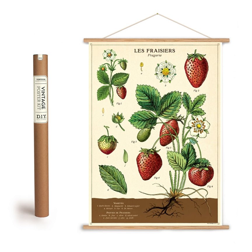 Strawberries Botanical Chart Art Poster + Hanging Kit - Marmalade Mercantile