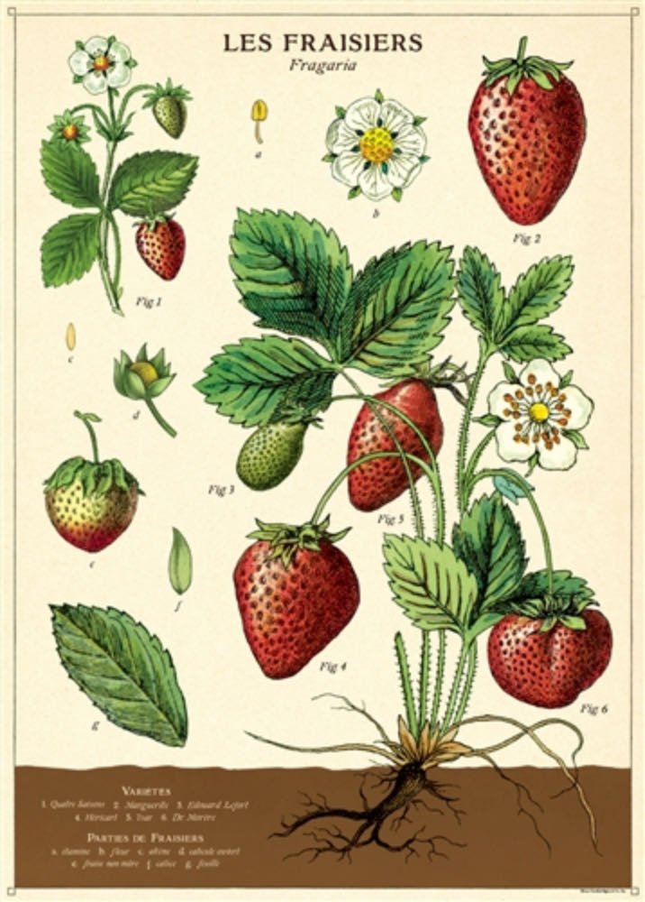 Strawberries Botanical Chart Art Poster + Hanging Kit - Marmalade Mercantile